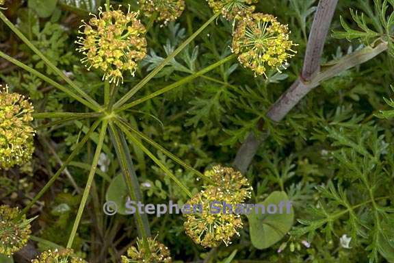 lomatium dissectum var dissectum 2 graphic